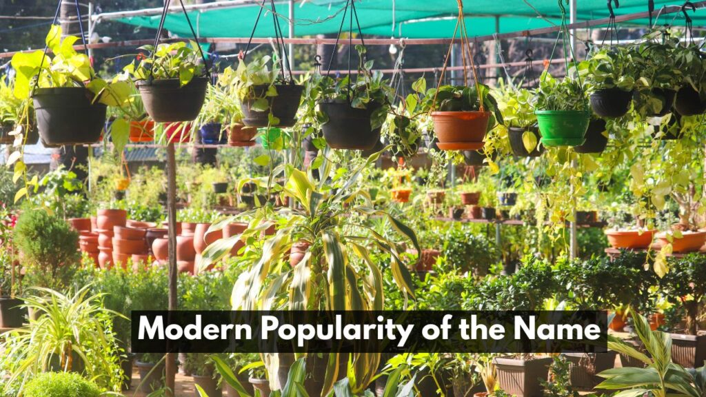 Modern Popularity of the Name